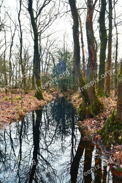 Forest Water Nature Trees Water Flow