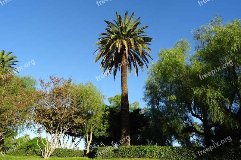 Palm Tree Phoenix Canariensis Canary Island Date Palm Flora