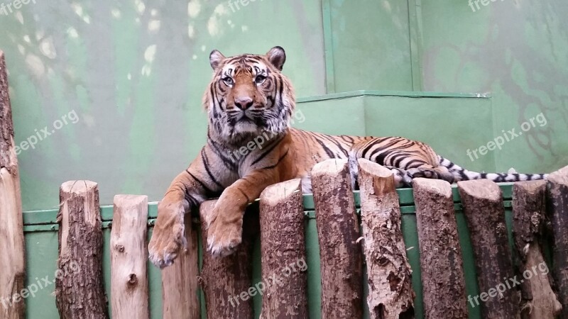 Tiger Zoo Animal Predator Big Cat