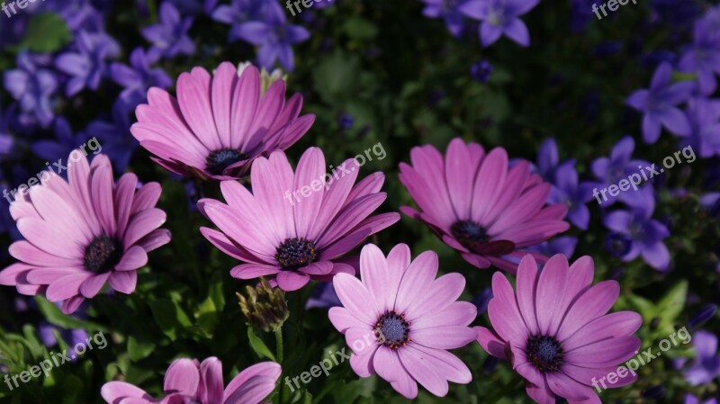 Flowers Flower Garden Ornamental Flower Plant Flora