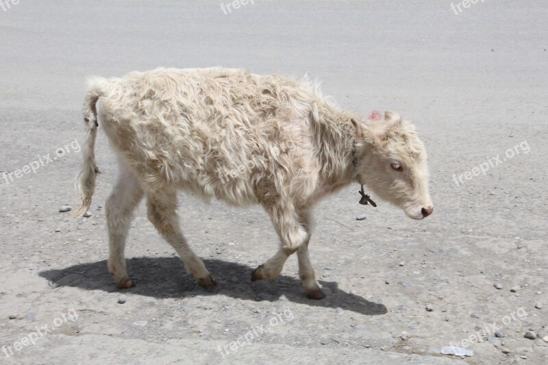 Cow Calf Beef Young Animal Cows