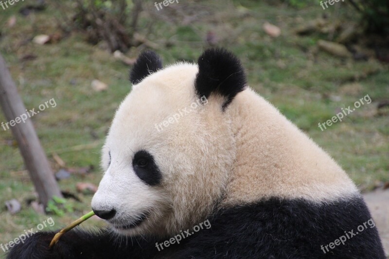 Panda Panda Bear Eat Chucks Relax