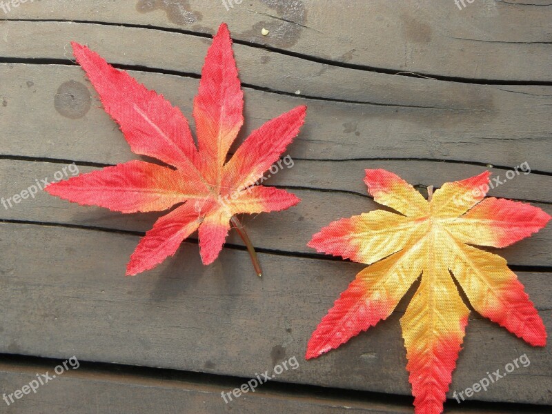 Autumn Leaves Autumn The Leaves Memory Artificial