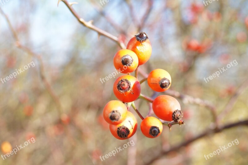 Rose Hips Macro Hip Autumn Twig