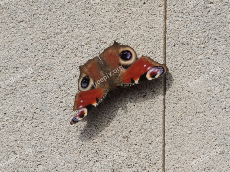 Moth Butterfly Insect Orange Lepidoptera