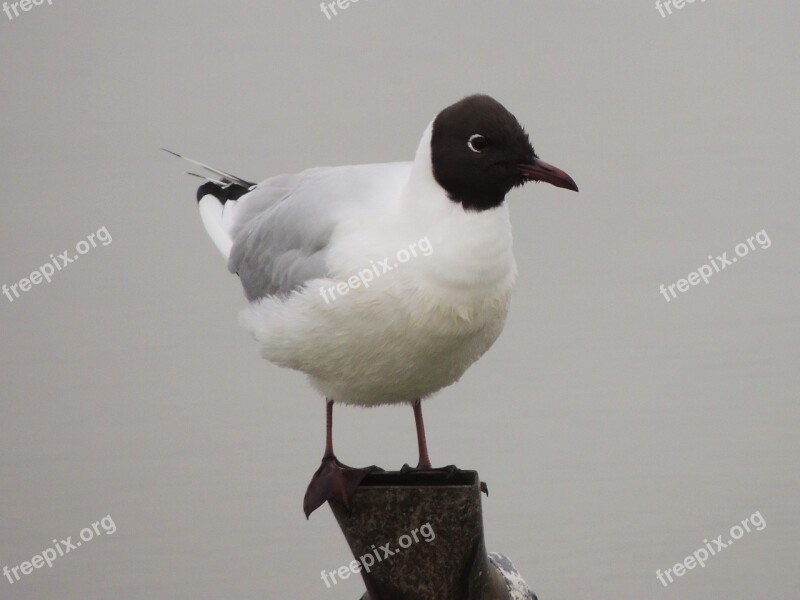 Bonaparte's Gull Gull Bird Wildlife Avian