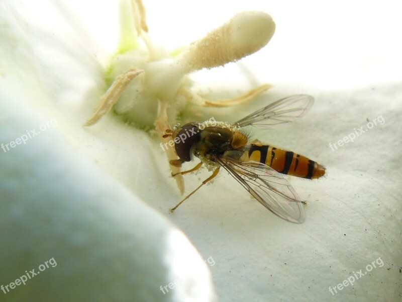 Wasp Blossom Bloom Close Up Insect