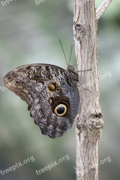 Butterfly Branch Garden Insect Close Up