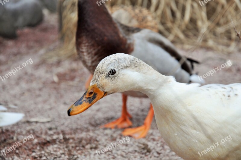 Duck Low Court Farm Pets Geese