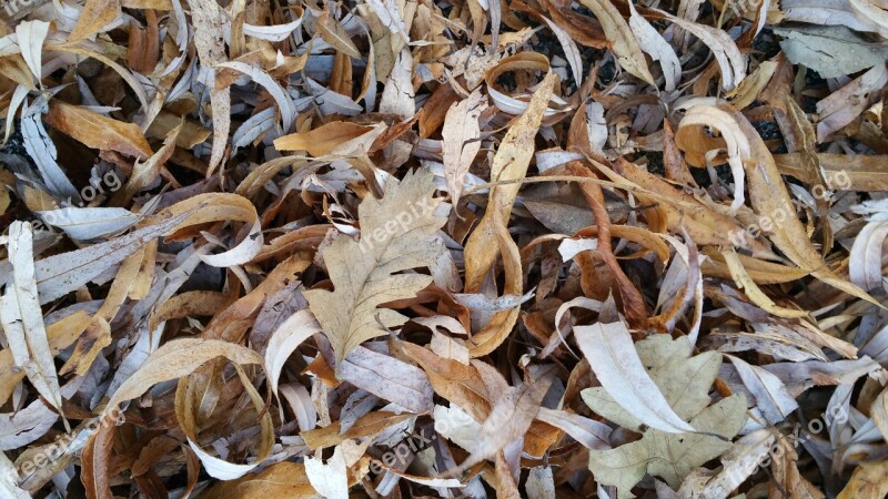 Leaf Leaves Dry Autumn Road