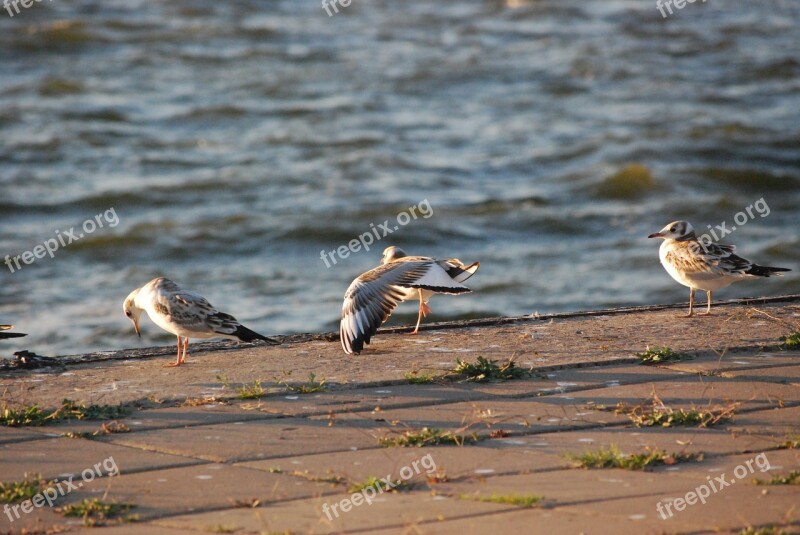 Duck The Wild Duck Bird Birds Wild Birds