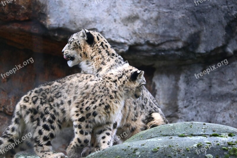 Snow Leopard Zoo Cat Big Cat Mammal