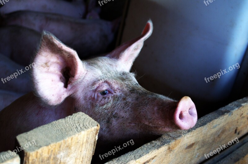 Pig Stall Livestock Animal Dirty