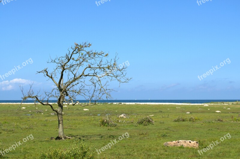 Tree Beach Sea Nature Mood