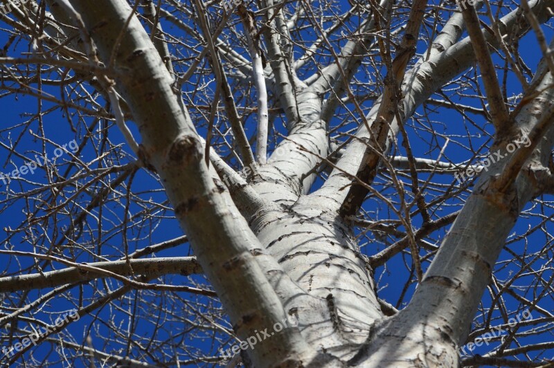 Tree Perspective Nature Blue Sky Forest