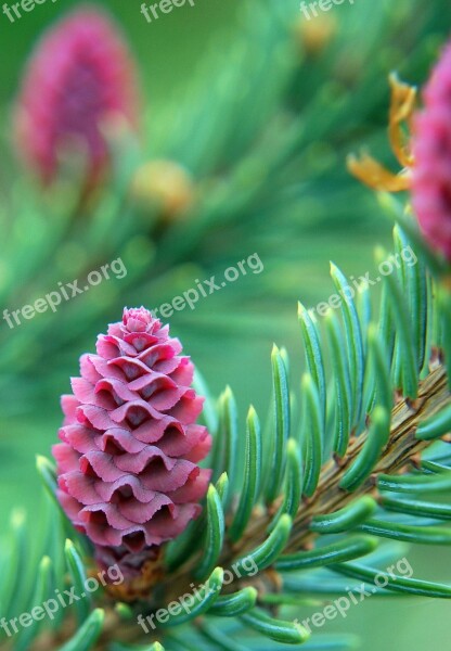 Spring Pine Sprouting Free Photos