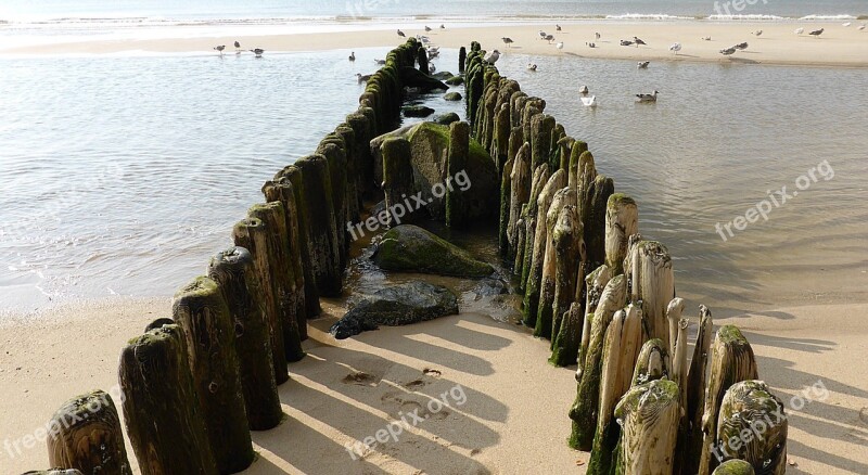 North Sea Beach Groynes Gulls Coastal Protection