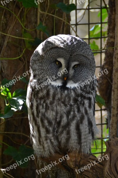 Eagle Owl Bird Zoo Wild Animal