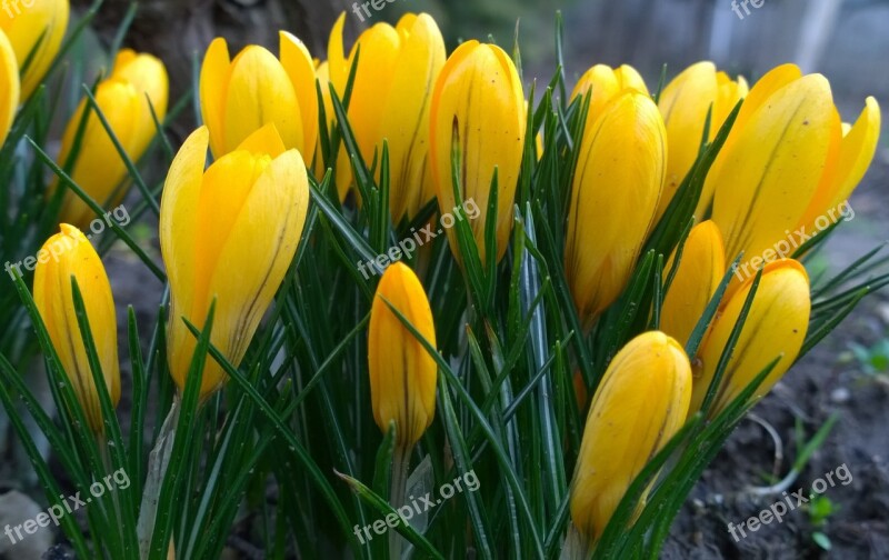 Spring Crocus Flower Yellow Free Photos