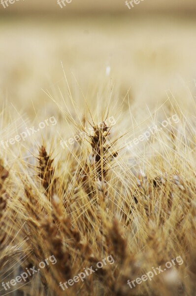 Spike Plant Grass Wheat Field