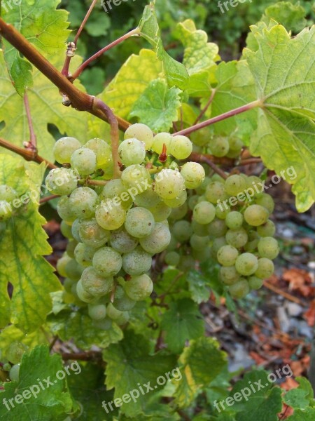 Grapes Green Green Grapes Winegrowing Vine