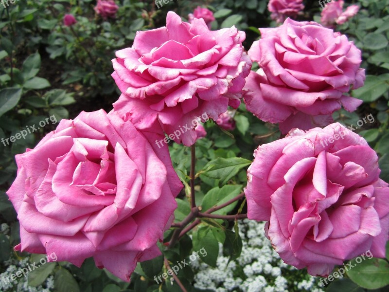 Flower Rose Pink Butchart Gardens British Columbia