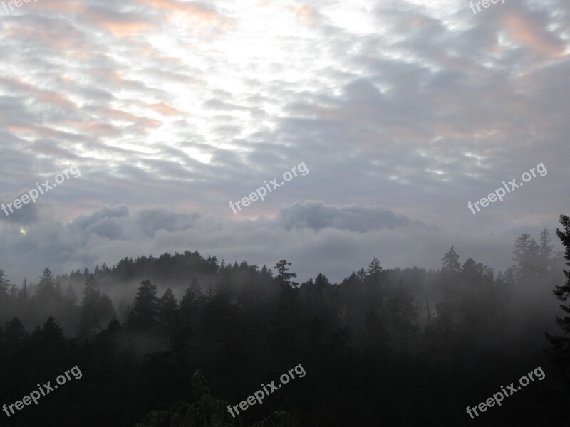 Forest Mist Gray British Columbia Canada