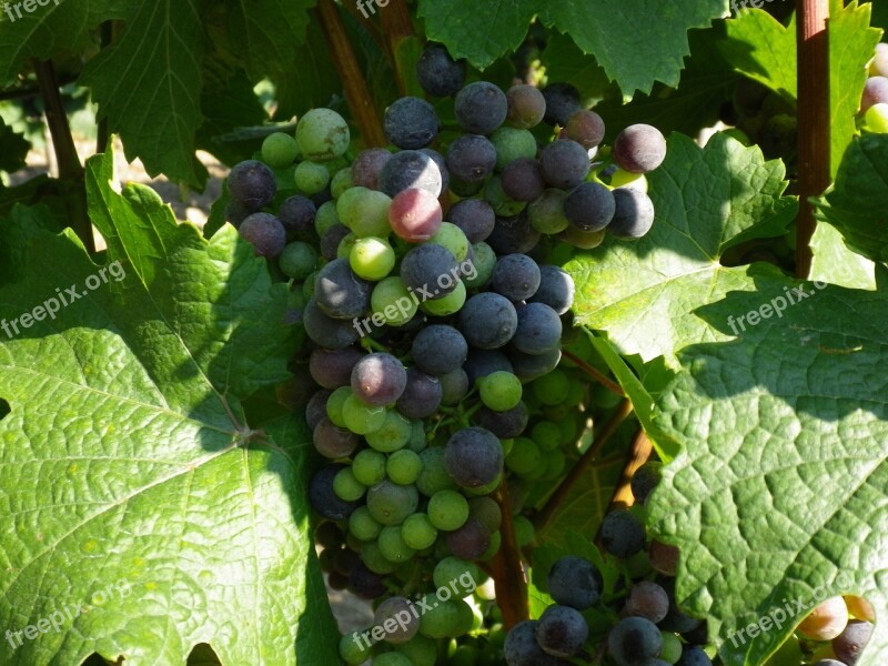 Grapes Green Blue Vine Mature