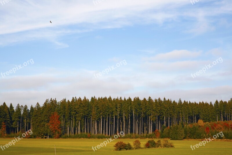 Forest Landscape Forest Pine Forest Field Nature