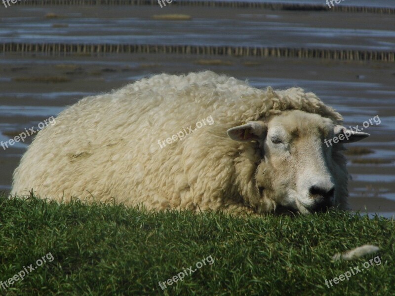 Dithmarschen Sheep Dike Free Photos