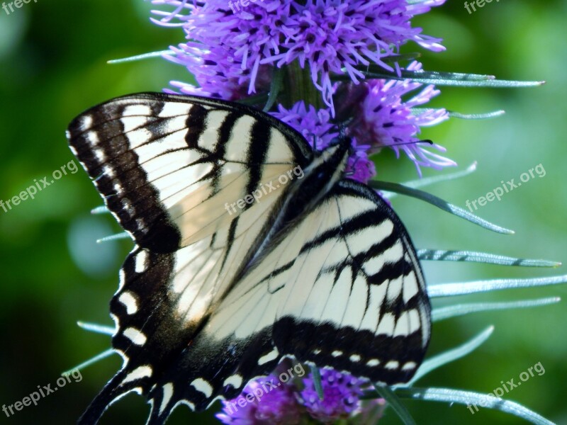 Butterfly Flower Insect Nature Summer