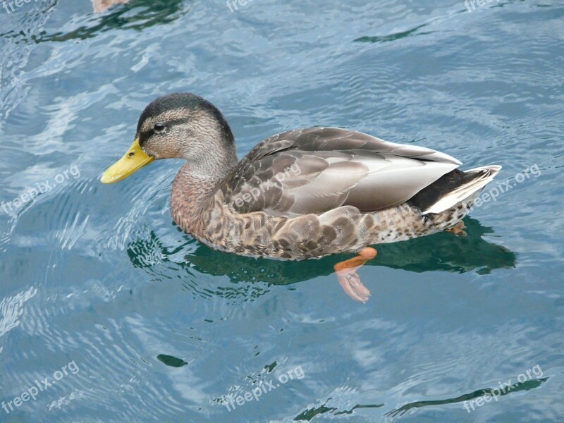 Duck Waterfront Wildlife Lake Wild Ducks