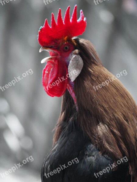 Hahn Comb Red Alpine Zoo Free Photos