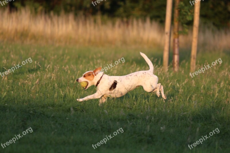 Dog Play Ball Game Movement Meadow