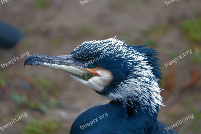 Cormorant Bird Water Bird Animal Animal World