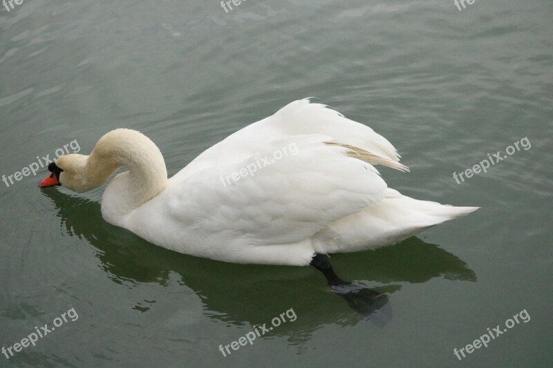 Mute Swan Swan Lake Bird Water Bird