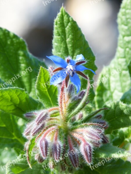 Wild Flower Sprout Bloom Blue Flower Cocoons