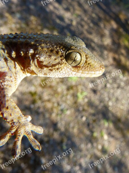 Gecko Lizard Reptile Free Photos