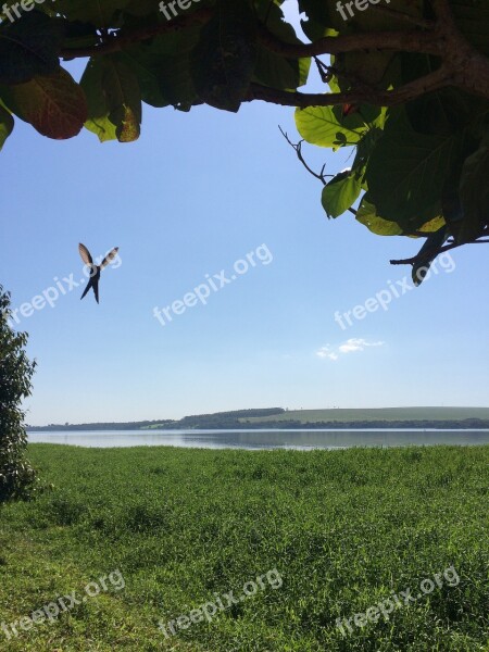 Bird Nature Birds Hummingbird Flying