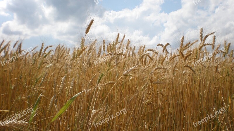 The Grain Ears The Production Of Grain Wheat Summer