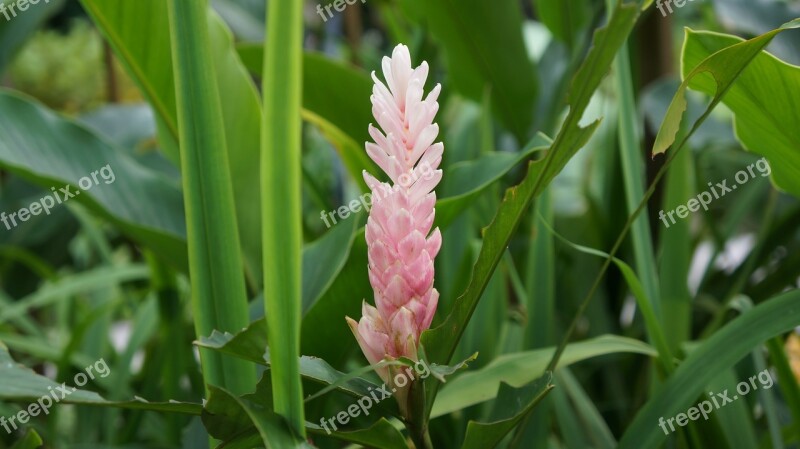 Ginger Bloom Pink Plants Flower