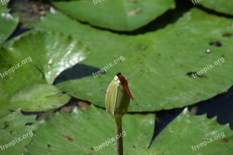 Dragonfly Pond Lotus Leaf Water