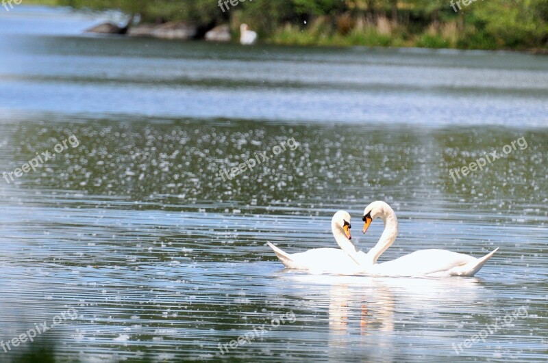 Swans Ponds Ducks Bird Animals