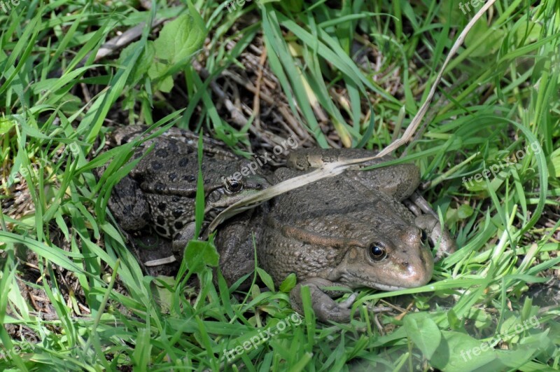 Toad Frog Animals Water Pond