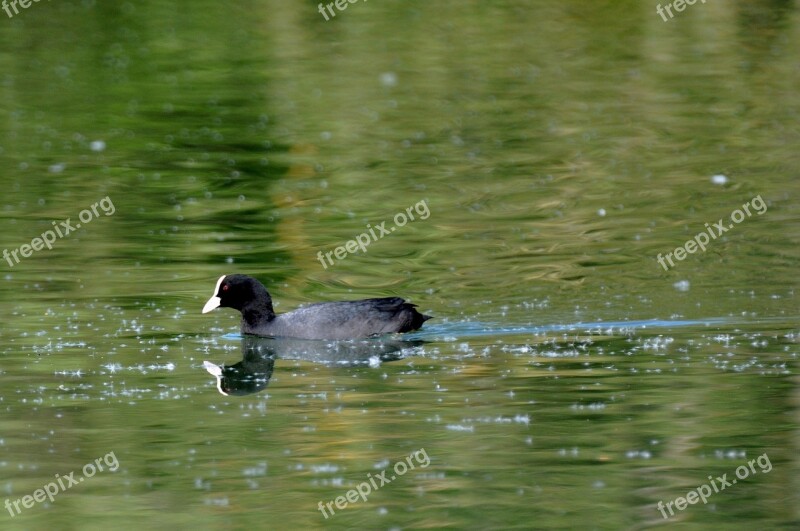 Ford Moorhen Bird Duck Water