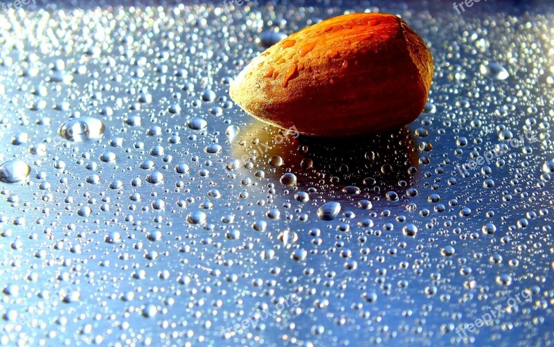 Walnut Water Drops Of Water Drops The Background