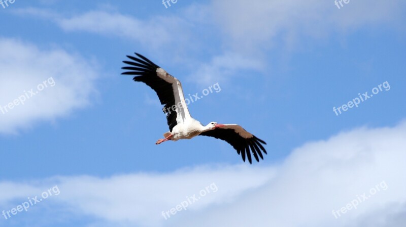 Fly Sky Clouds Stork Blue