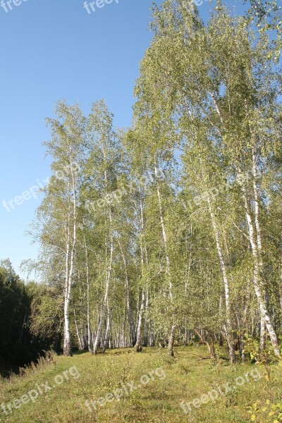 Forest Birch Russia Tree Green