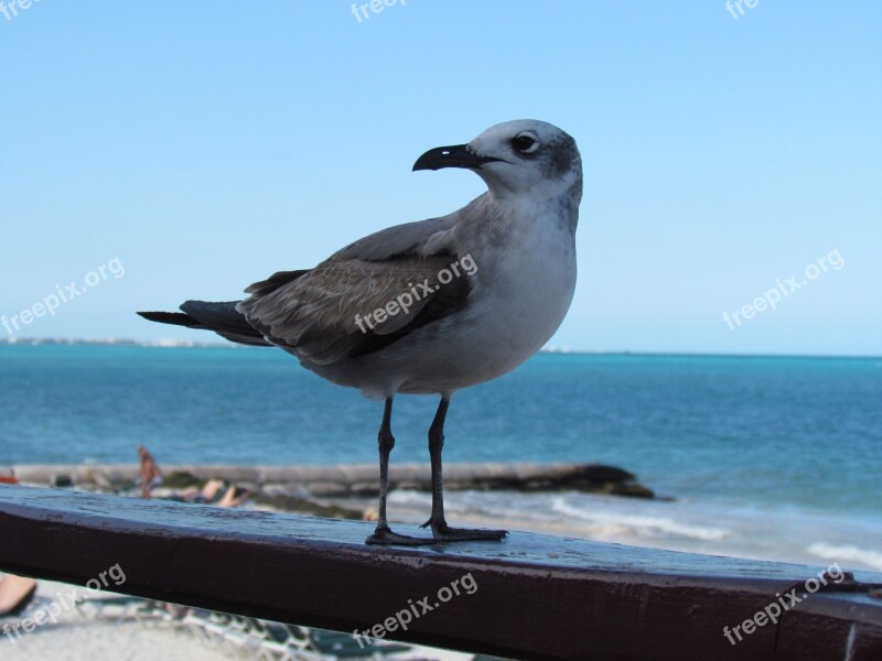 Seagull Birds Mar Beach Sky