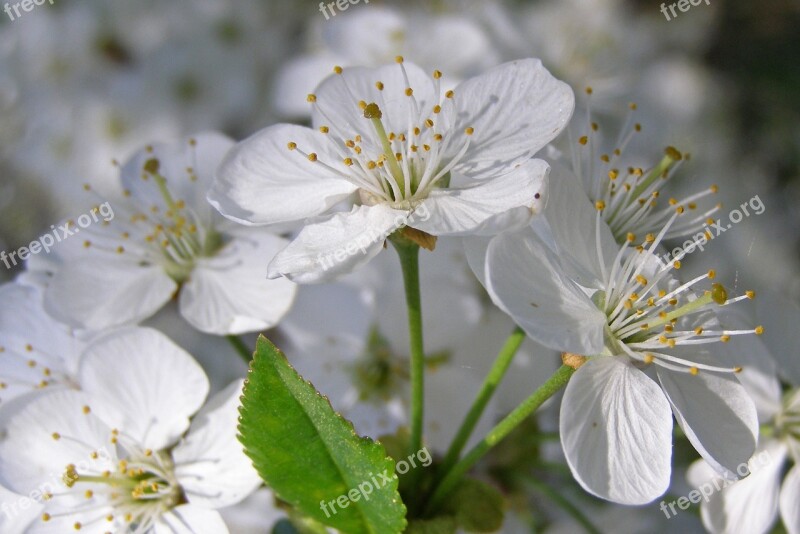 Blackthorn Spring Flowers White Flowering